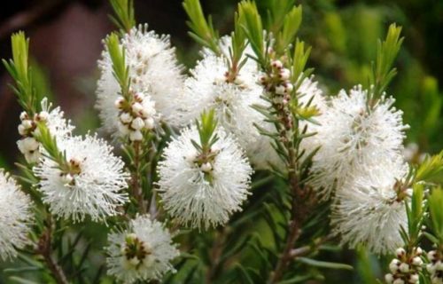 GOODNESS OF TEA TREE OIL(Melaleuca alternifolia)