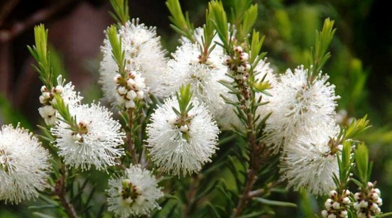 GOODNESS OF TEA TREE OIL(Melaleuca alternifolia)