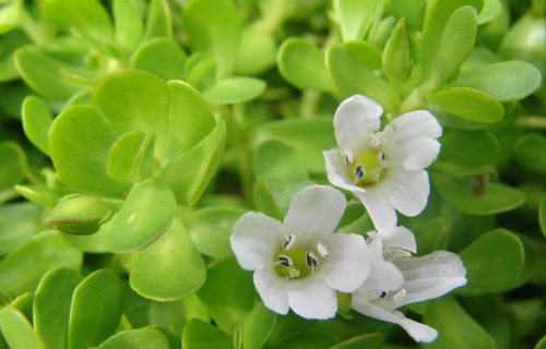 BRAHMI (BACOPA MONNIERI)-THE HERB OF GRACE