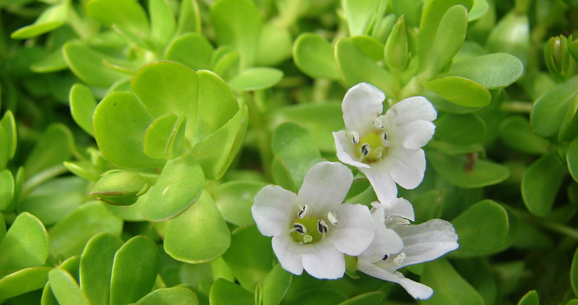 BRAHMI (BACOPA MONNIERI)-THE HERB OF GRACE