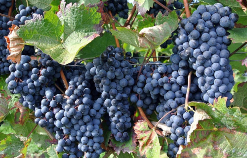 BENEFITS OF VITIS VINIFERA