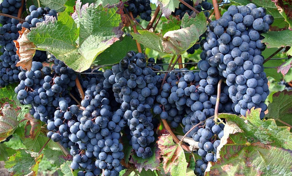 BENEFITS OF VITIS VINIFERA